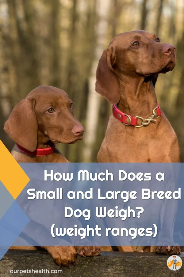 How Much Does a Small and Large Breed Dog Weigh weight ranges